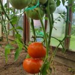 co-sie-stanie-jesli-nie-usuniesz-ostatnich-pomidorow-z-krzaka.jpg