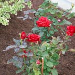 jak-przykryc-roze-aby-nie-wypluwaly-ale-budzily-sie.jpg